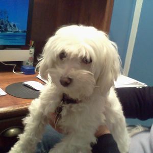 Meet your Posher, Josephine